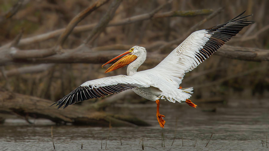 American White Pelican Photograph By Roger Swieringa Fine Art America