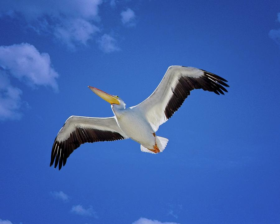 American White Pelican Photograph by Ronald Lutz American White Pelican Photograph by Ronald Lutz