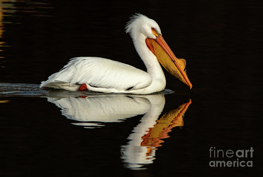 American White Pelican Photograph by Sandra Js
