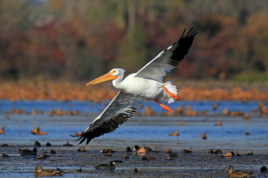 American White Pelican Photograph by Shixing Wen