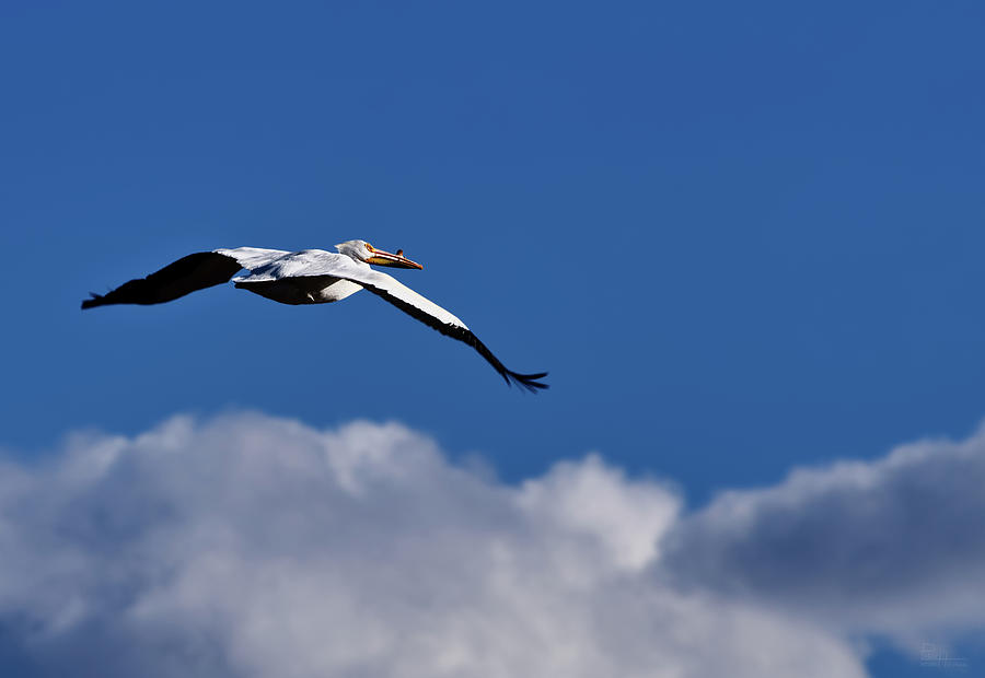 American White Pelican, soaring effortlessly in Benson County ND Photograph by Peter Herman
