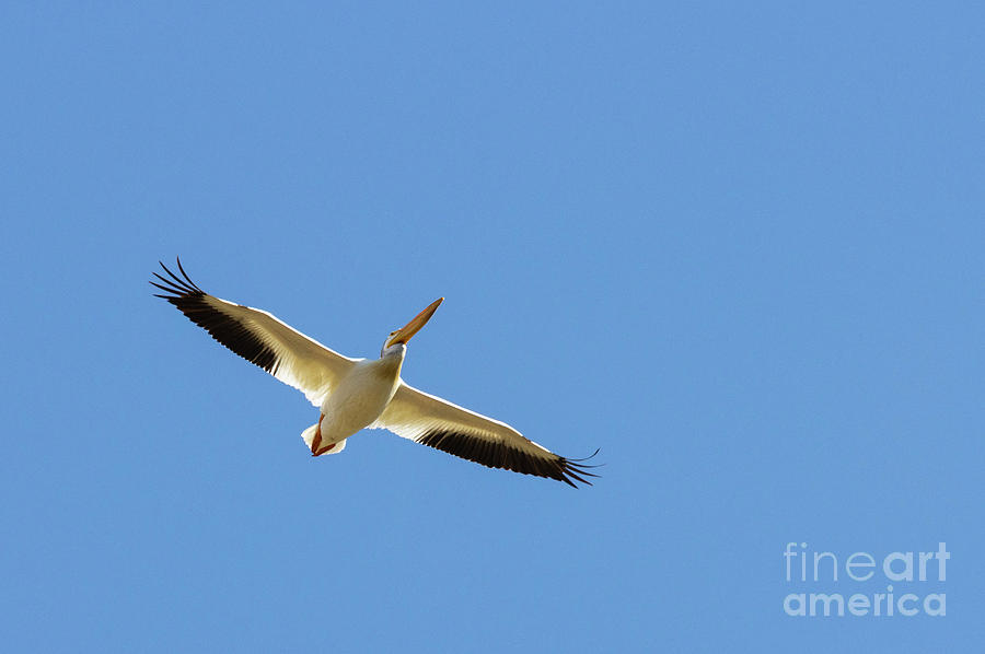 American White Pelican Soaring In Blue Photograph