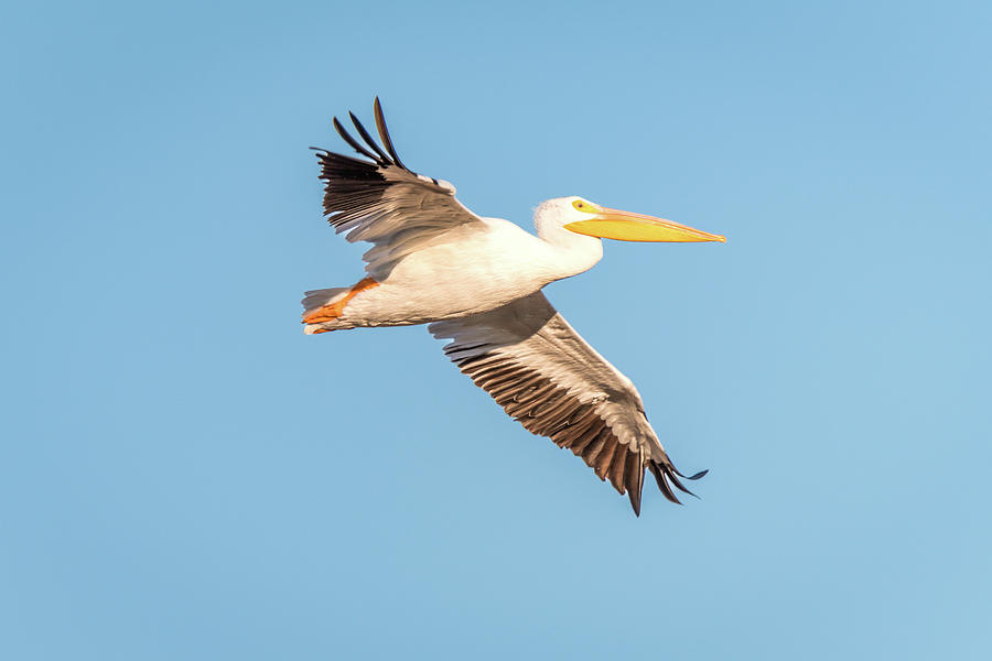 American White Pelican Solo Flight Photograph by Debra Martz - Fine Art ...