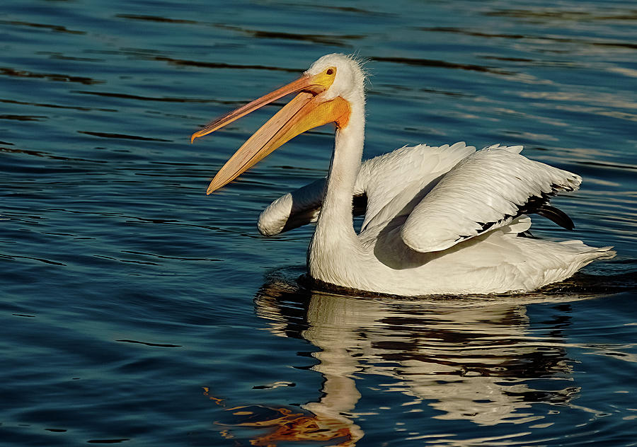 American White Pelican Stretching Photograph
