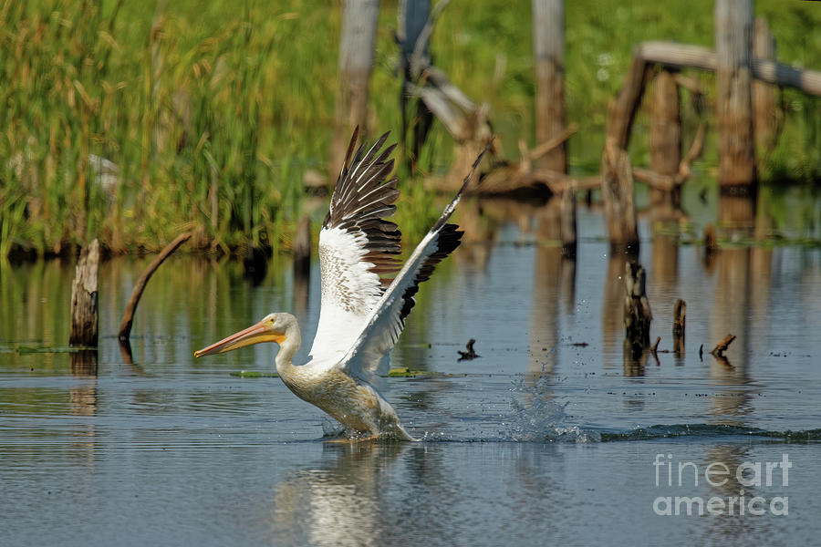 American White Pelican Takes Off Photograph by Natural Focal Point Photography