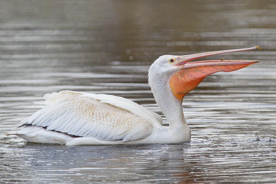 American White Pelican  Photograph by Timothy McIntyre