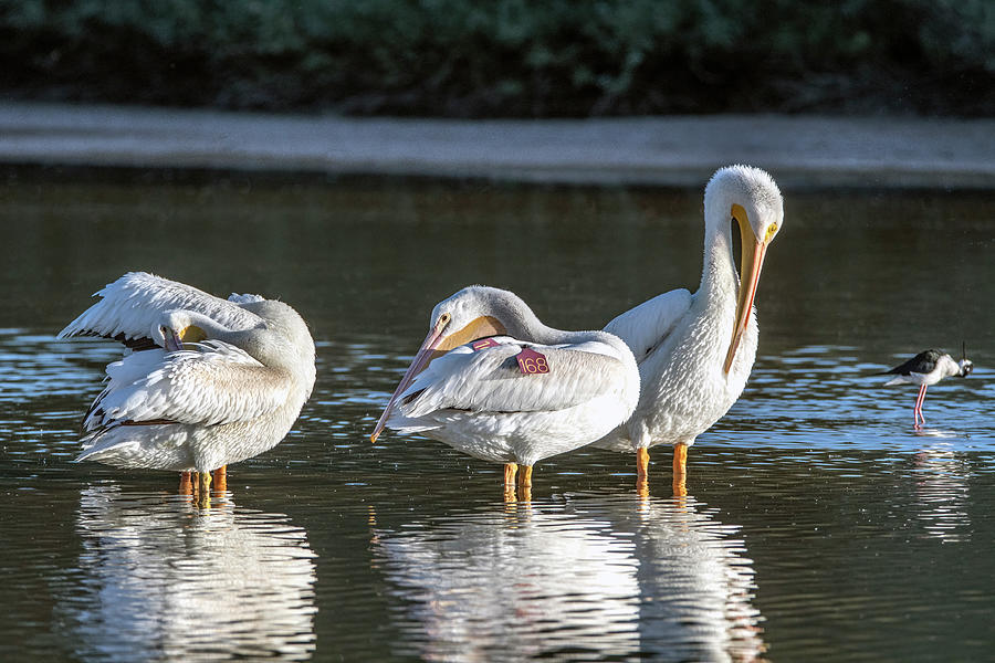 American White Pelicans 0302-102521 Photograph by Tam Ryan