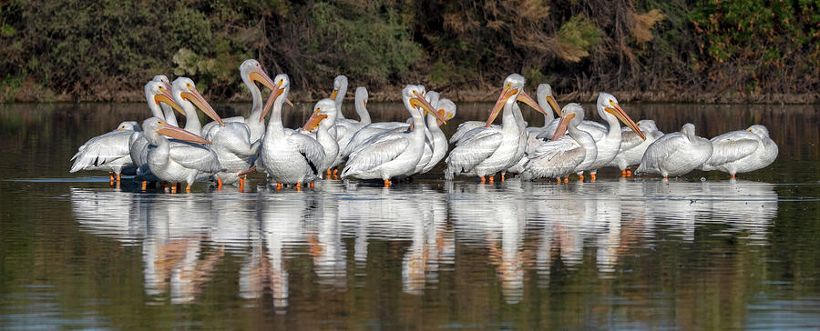 American White Pelicans 0485-110820-2 Photograph by Tam Ryan