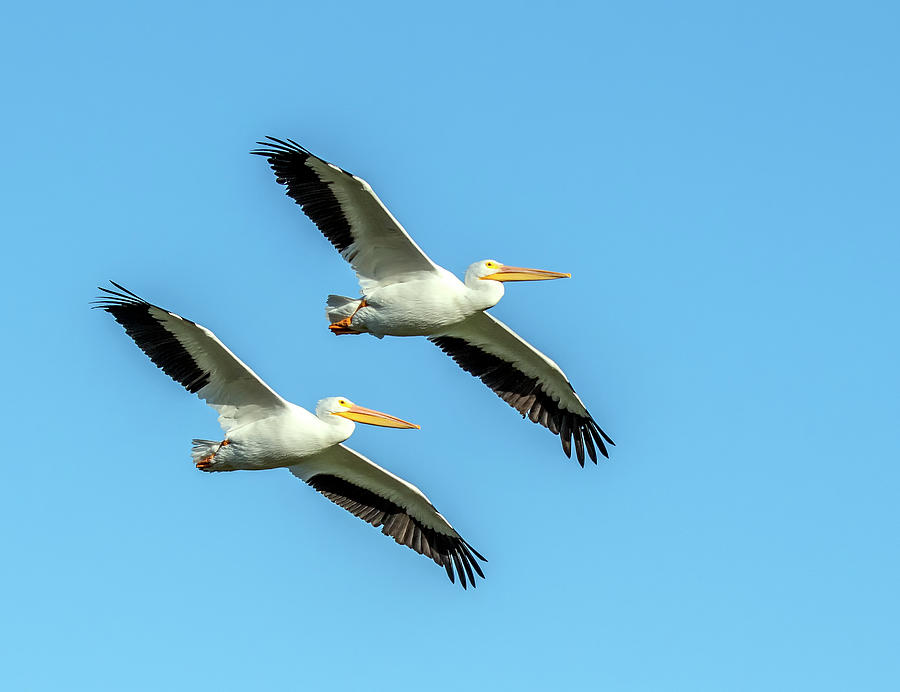 American White Pelicans 0508-110820-2 Photograph by Tam Ryan