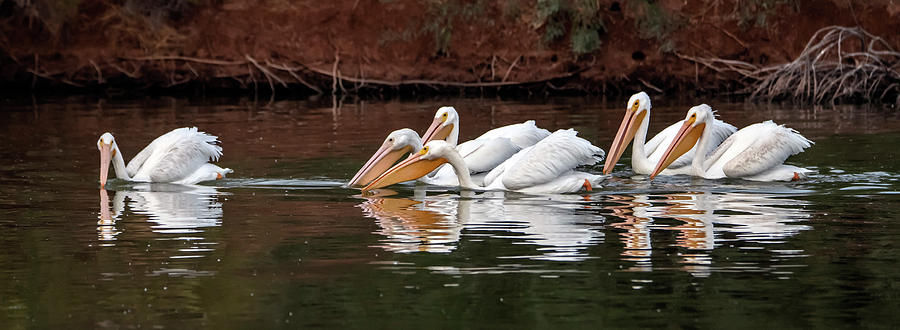American White Pelicans 1518-111220-2 Photograph by Tam Ryan