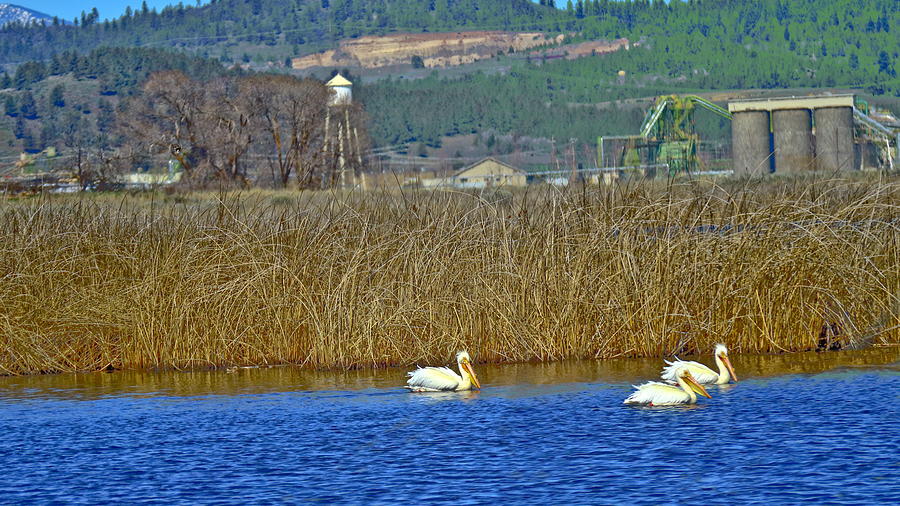 American White Pelicans 2 Photograph