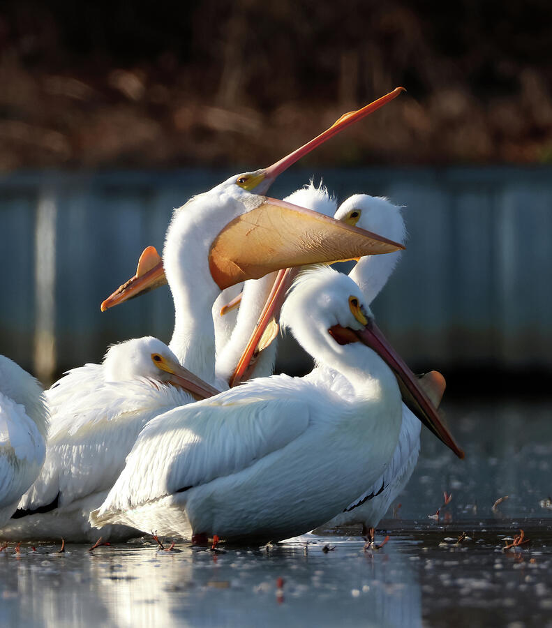 Pelican Photograph - American White Pelicans 248, Indiana by Steve Gass