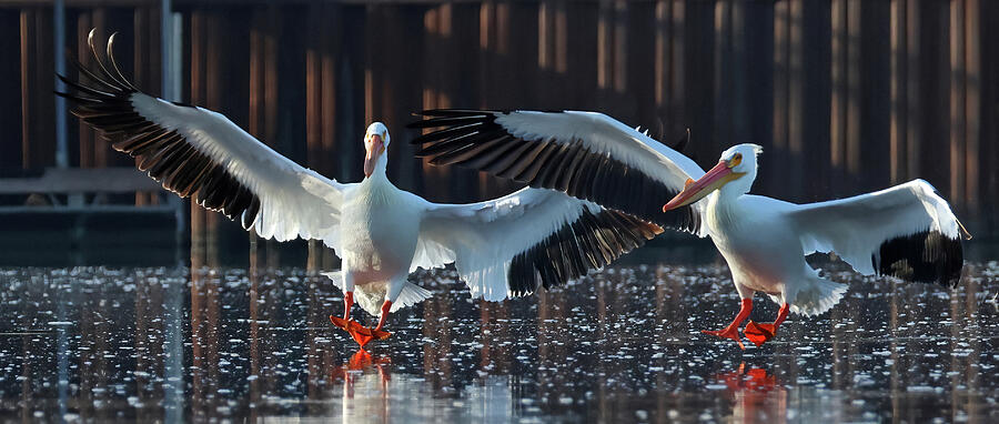 Bird Photograph - American White Pelicans 274, Indiana by Steve Gass