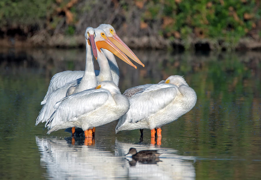 American White Pelicans 2870-111720 Photograph by Tam Ryan