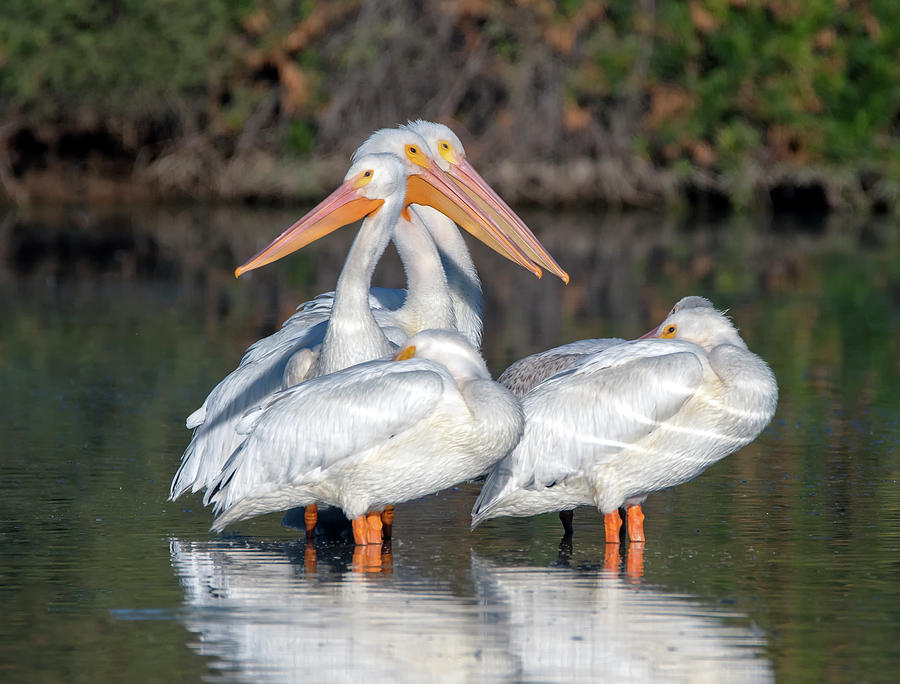 American White Pelicans 2872-111720 Photograph by Tam Ryan