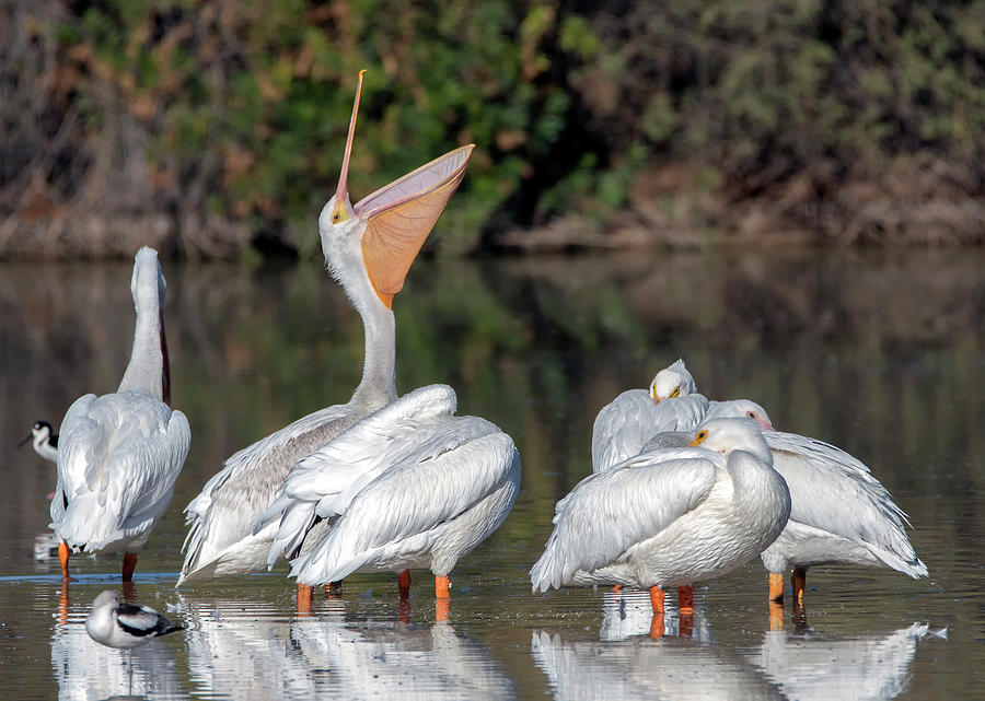 American White Pelicans 3169-111720 Photograph by Tam Ryan