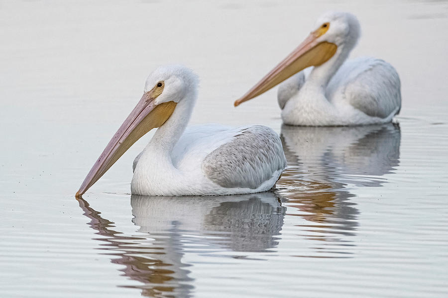 American White Pelicans 3804-112221-2 Photograph by Tam Ryan