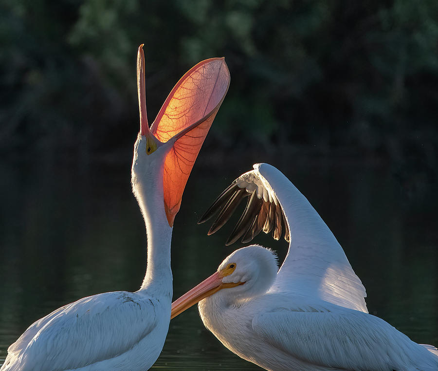 American White Pelicans 6355-111422-2 Photograph by Tam Ryan