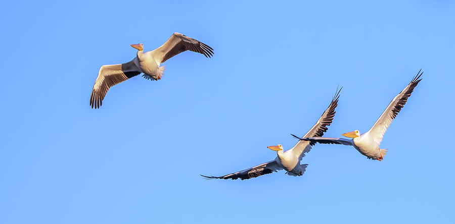 American White Pelicans 7049-120420-2 Photograph by Tam Ryan