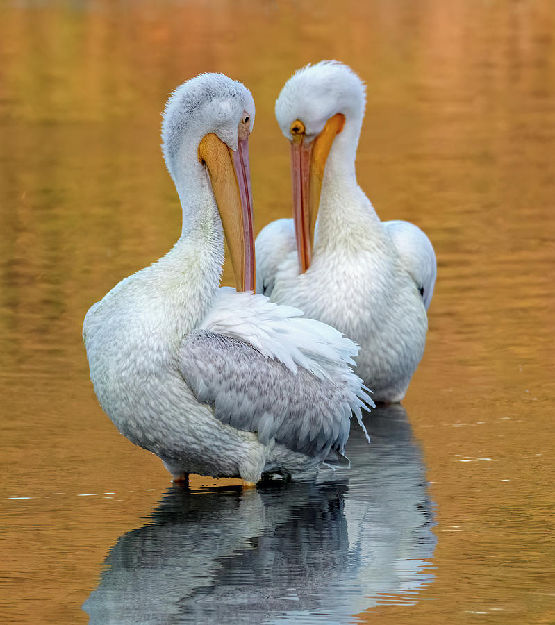American White Pelicans 7062-112222-2 Photograph by Tam Ryan