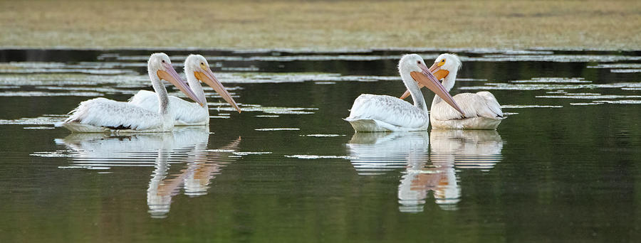American White Pelicans 7078-061622-2 Photograph by Tam Ryan