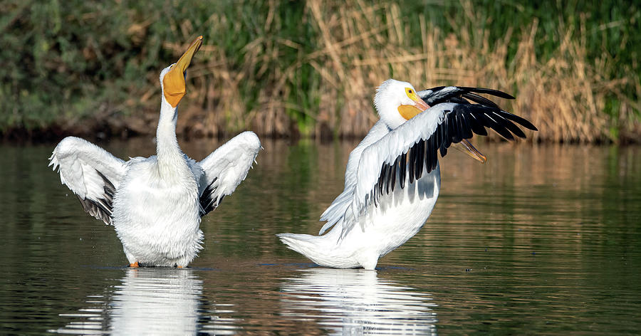 American White Pelicans 7144-120420-2 Photograph by Tam Ryan
