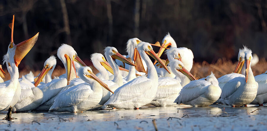 Bird Photograph - American White Pelicans 757, Indiana by Steve Gass