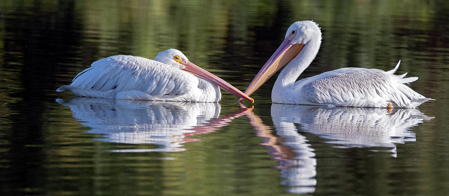 American White Pelicans 8664-101321-2 Photograph by Tam Ryan