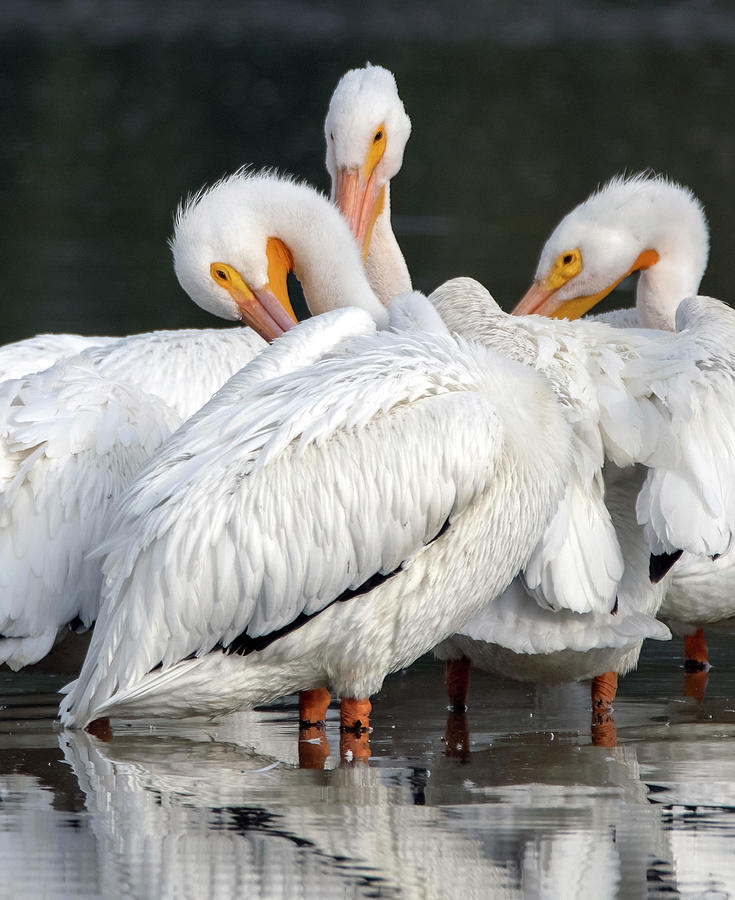 American White Pelicans 8756-120622-2 Photograph by Tam Ryan