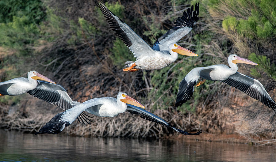 American White Pelicans 8799-101521-2 Photograph by Tam Ryan