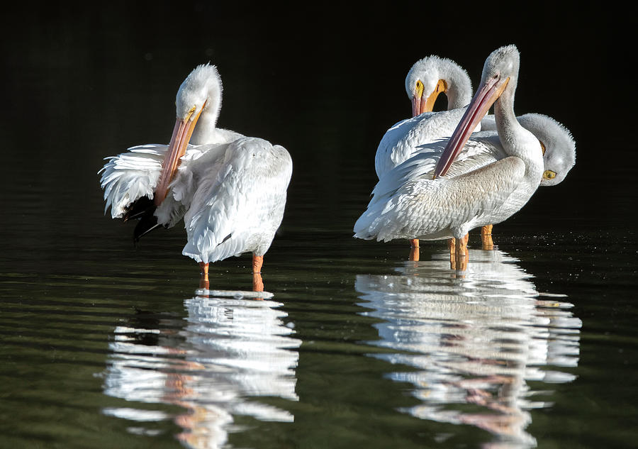 American White Pelicans 8839-101521-2 Photograph by Tam Ryan