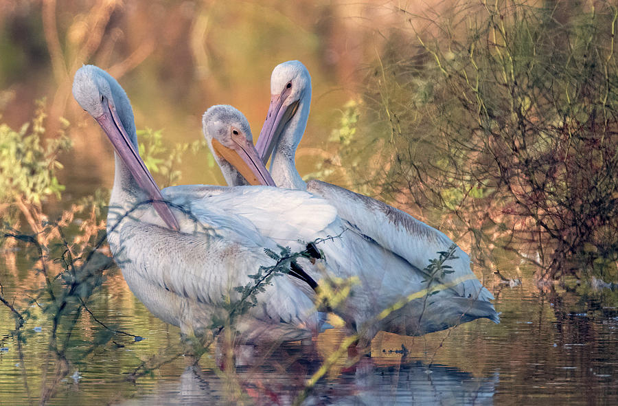 American White Pelicans 9264-101921-3 Photograph by Tam Ryan