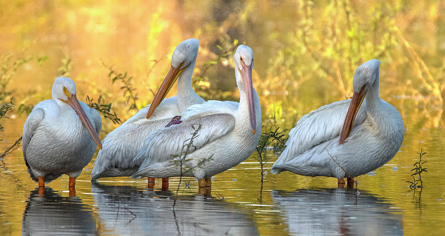 American White Pelicans 9431-102021-3 Photograph by Tam Ryan
