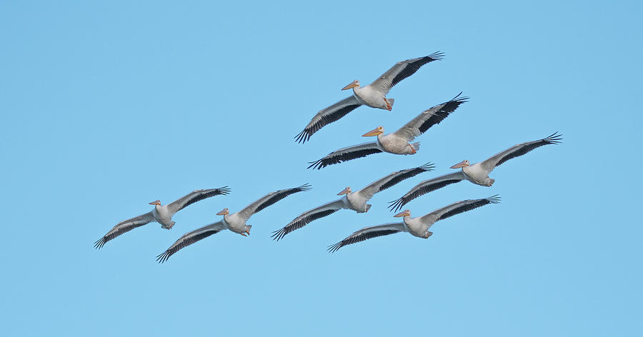 American White Pelicans 9953-102221-2 Photograph by Tam Ryan