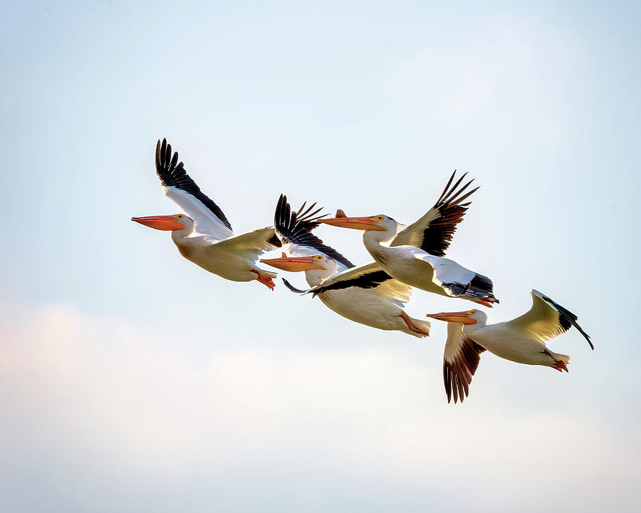 American White Pelicans Photograph by Al  Mueller