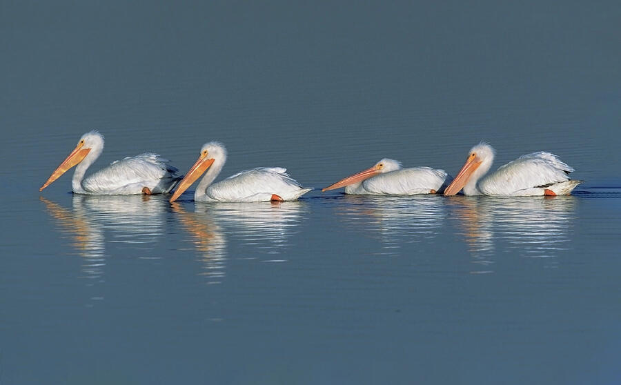 American White Pelicans at Bolsa Chica Wetland Photograph by Ram Vasudev