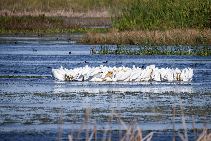 American White Pelicans Feeding Photograph by Fran Gallogly