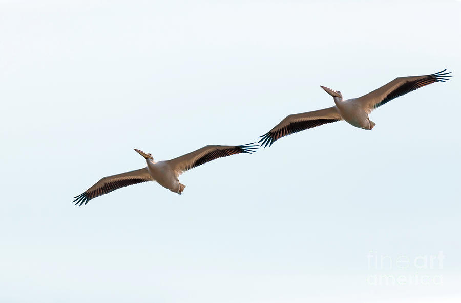 American White Pelicans flying above the Illinois River Photograph by Louise Heusinkveld