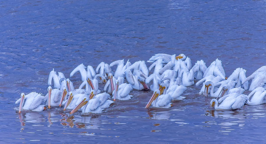 American White Pelicans Herding Fish Photograph