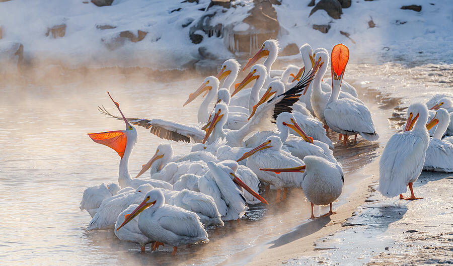 Pelican Photograph - American White Pelicans In Winter by Morris Finkelstein