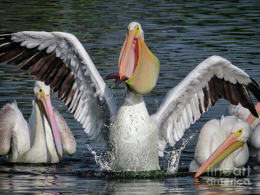 Nature Photograph - American White Pelicans by Jennie Breeze
