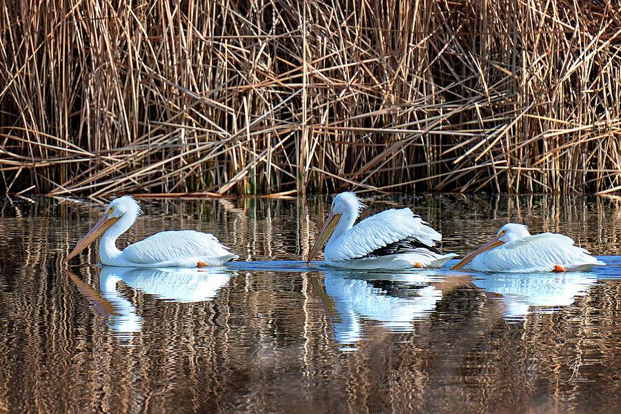 Wildlife Photograph - American White Pelicans by Jim Thompson Wildlife Photograph - American White Pelicans by Jim Thompson