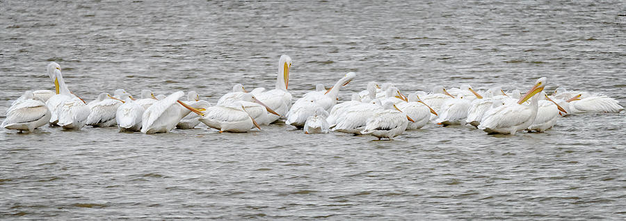 American White Pelicans Photograph by Joan Carroll