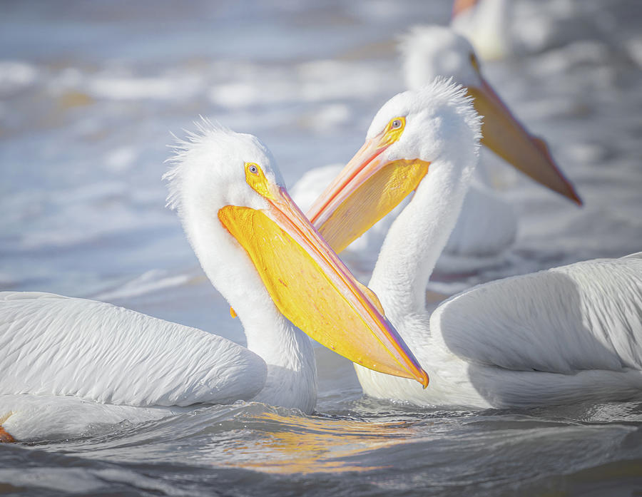 American White Pelicans Photograph by Jordan Hill