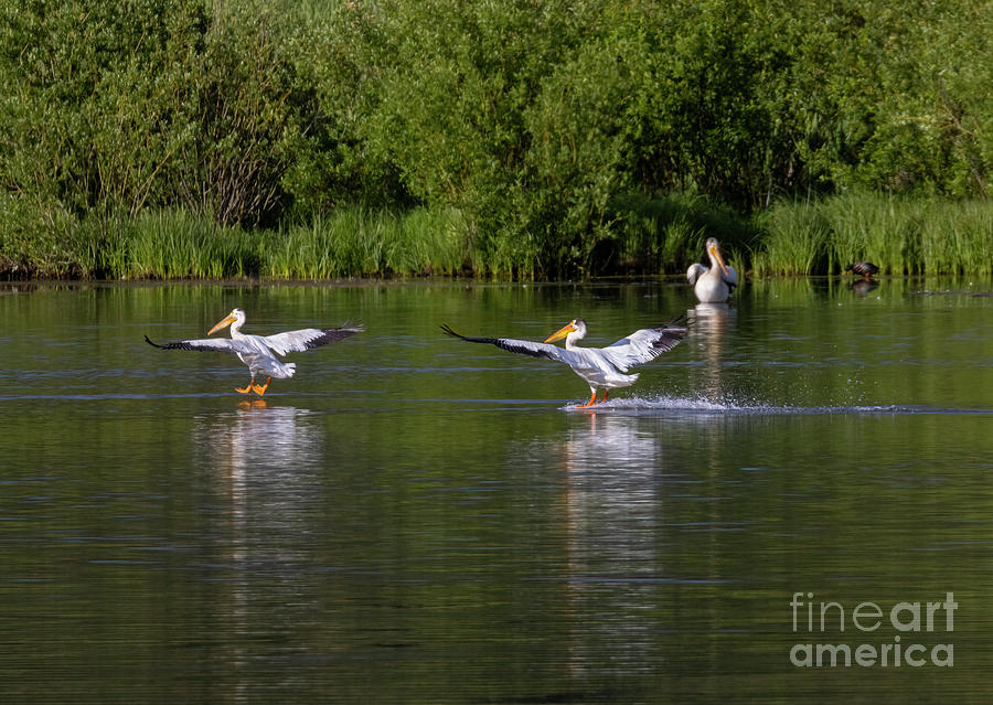 American White Pelicans Landing Photograph