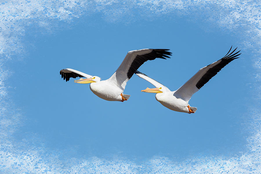 American White Pelicans Soaring Gracefully Photograph