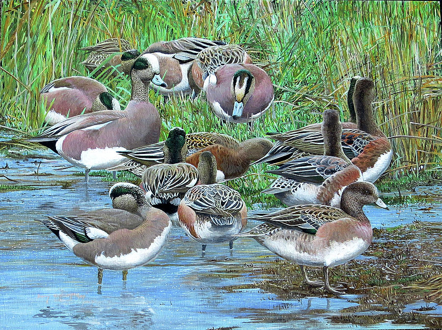 American Wigeon Painting by Barry Kent MacKay