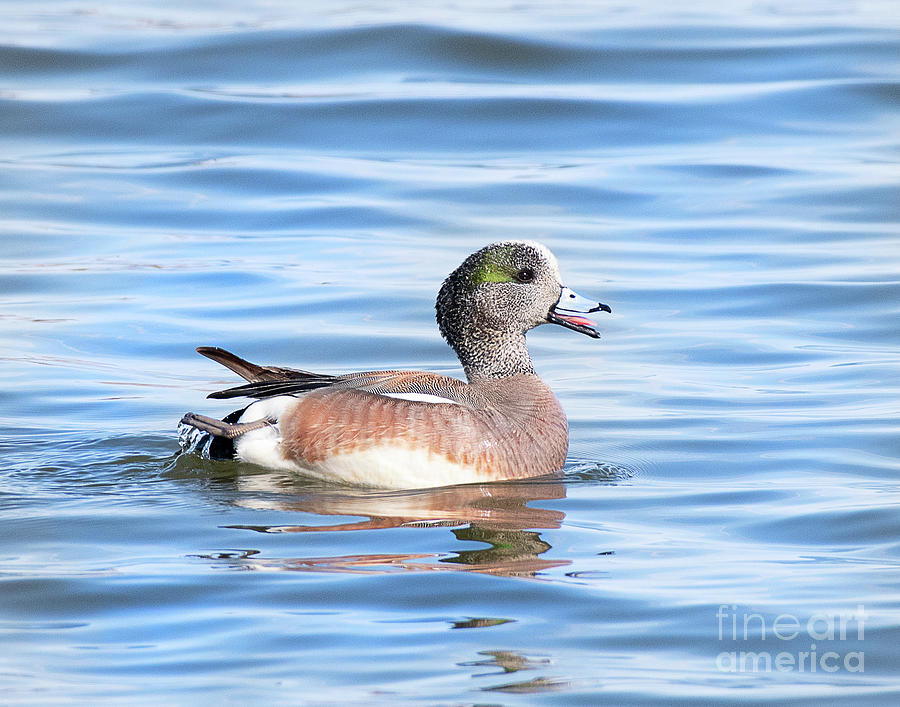 American Wigeon Call of the Wild Photograph by Dennis Hammer