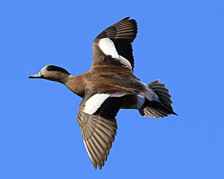 American Wigeon Duck in flight Photograph by Rob Wallace Images