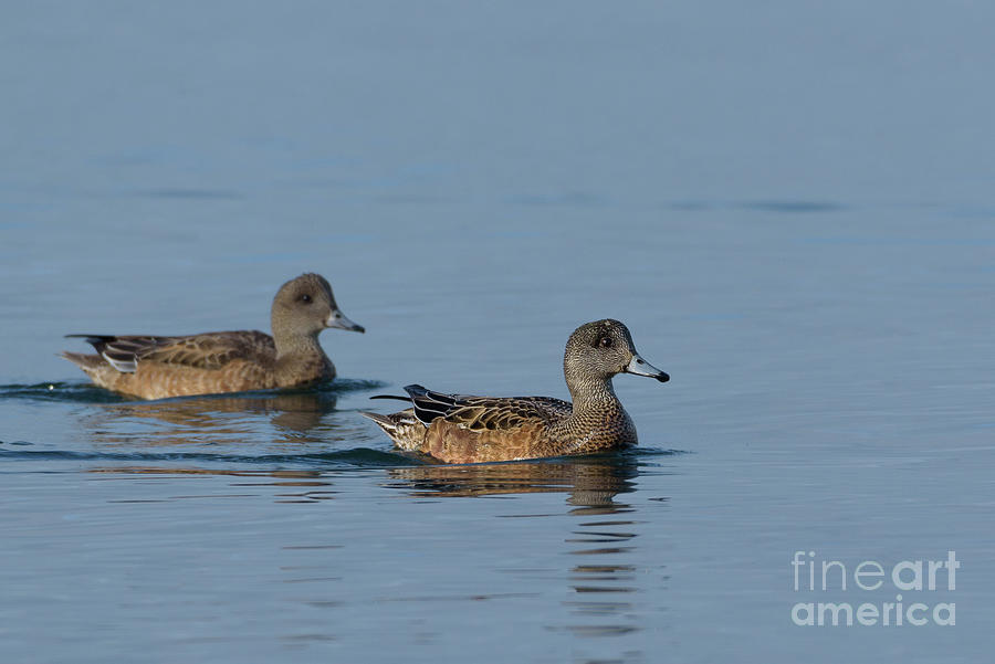 American Wigeon Females on Puget Sound Photograph by Nancy Gleason